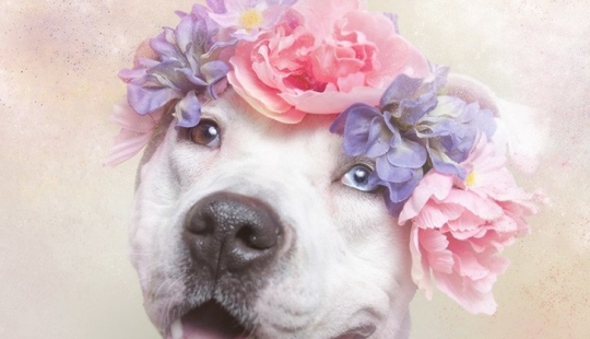El poder de los colores: el reverso de los Pit bulls
