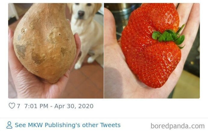 El tamaño importa! 30+ ejemplos, cuando los mensajeros trajeron el gigante de frutas y verduras El tamaño importa! 30+ ejemplos, cuando los mensajeros trajeron el gigante de frutas y verduras