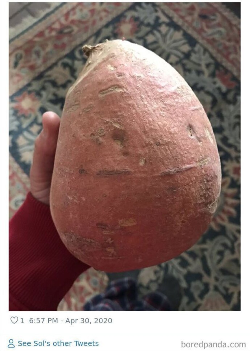 El tamaño importa! 30+ ejemplos, cuando los mensajeros trajeron el gigante de frutas y verduras El tamaño importa! 30+ ejemplos, cuando los mensajeros trajeron el gigante de frutas y verduras