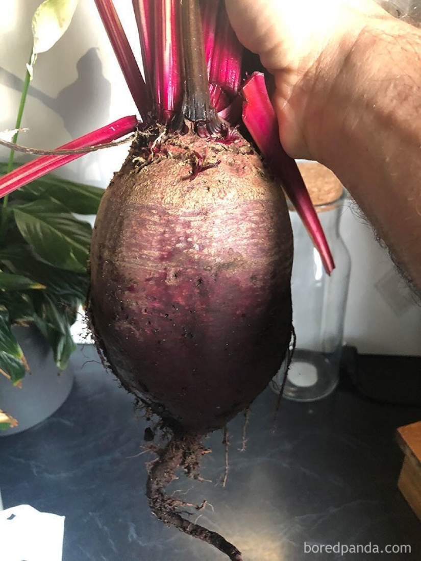 El tamaño importa! 30+ ejemplos, cuando los mensajeros trajeron el gigante de frutas y verduras El tamaño importa! 30+ ejemplos, cuando los mensajeros trajeron el gigante de frutas y verduras