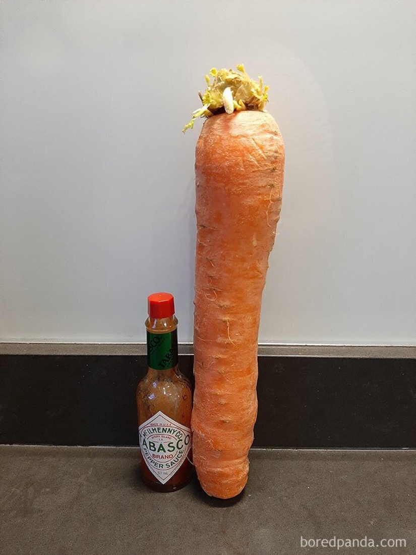 El tamaño importa! 30+ ejemplos, cuando los mensajeros trajeron el gigante de frutas y verduras El tamaño importa! 30+ ejemplos, cuando los mensajeros trajeron el gigante de frutas y verduras