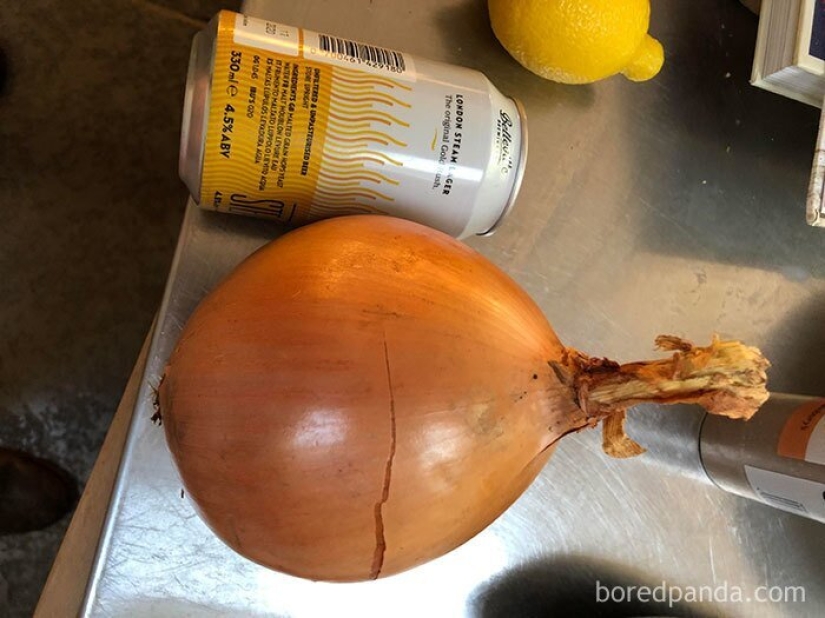 El tamaño importa! 30+ ejemplos, cuando los mensajeros trajeron el gigante de frutas y verduras El tamaño importa! 30+ ejemplos, cuando los mensajeros trajeron el gigante de frutas y verduras