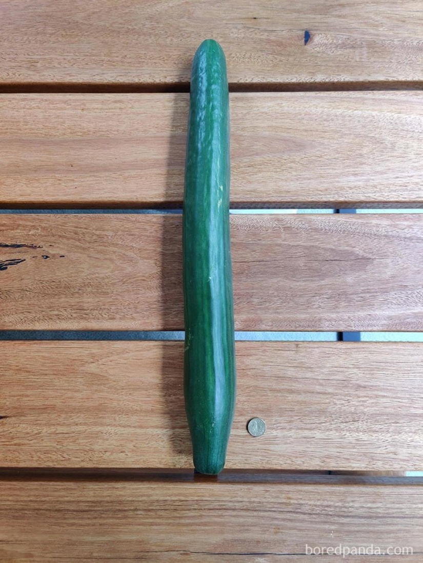 El tamaño importa! 30+ ejemplos, cuando los mensajeros trajeron el gigante de frutas y verduras El tamaño importa! 30+ ejemplos, cuando los mensajeros trajeron el gigante de frutas y verduras