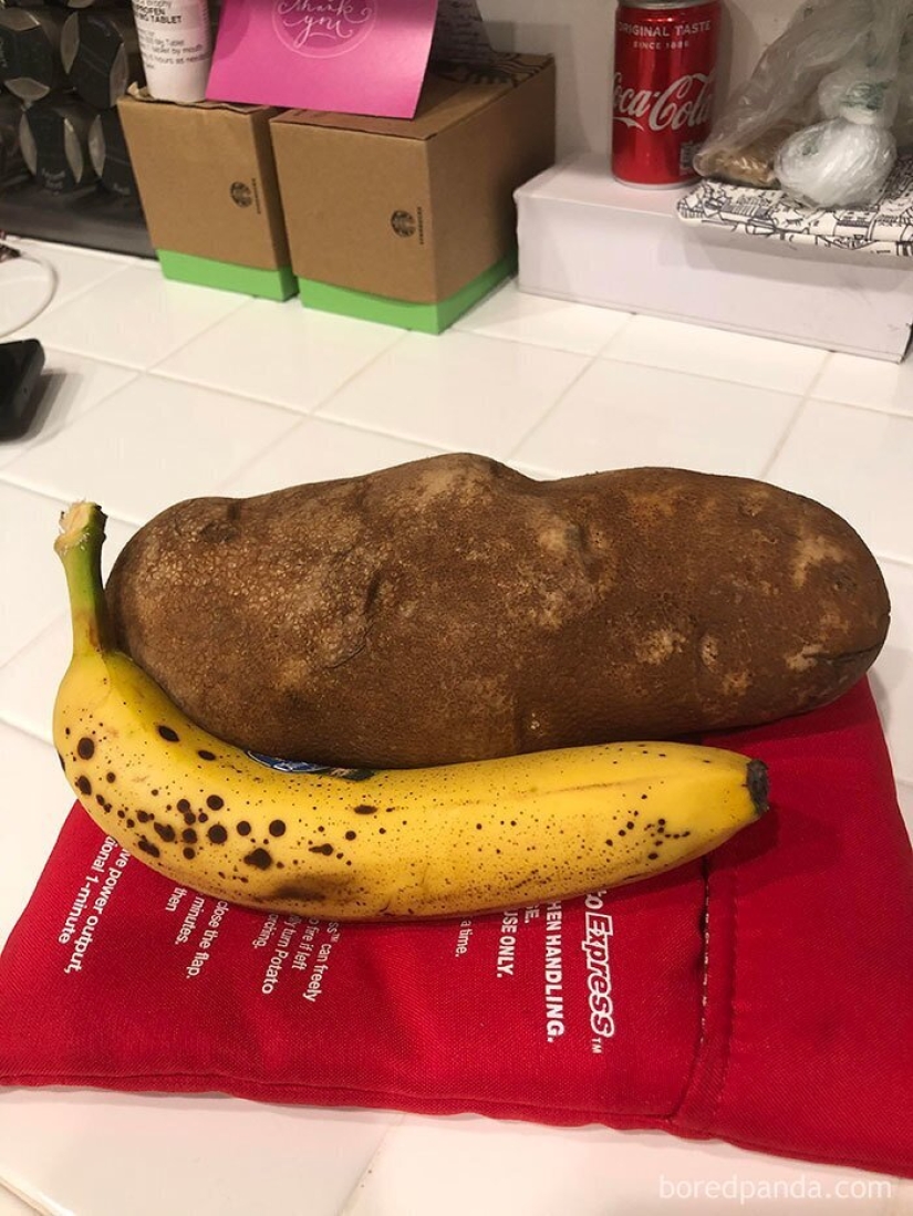 El tamaño importa! 30+ ejemplos, cuando los mensajeros trajeron el gigante de frutas y verduras El tamaño importa! 30+ ejemplos, cuando los mensajeros trajeron el gigante de frutas y verduras