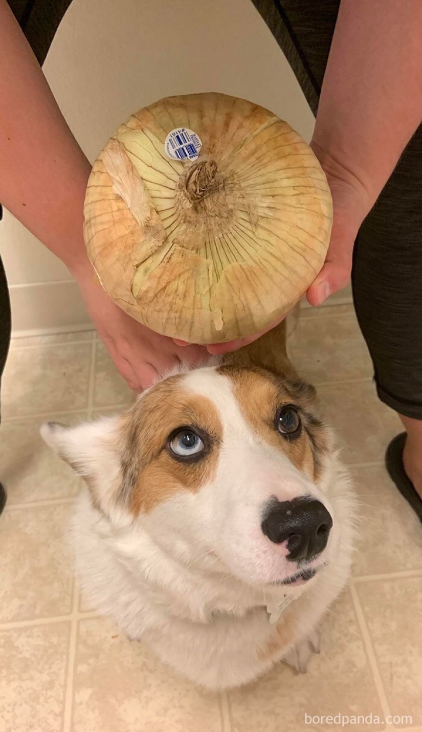 El tamaño importa! 30+ ejemplos, cuando los mensajeros trajeron el gigante de frutas y verduras El tamaño importa! 30+ ejemplos, cuando los mensajeros trajeron el gigante de frutas y verduras