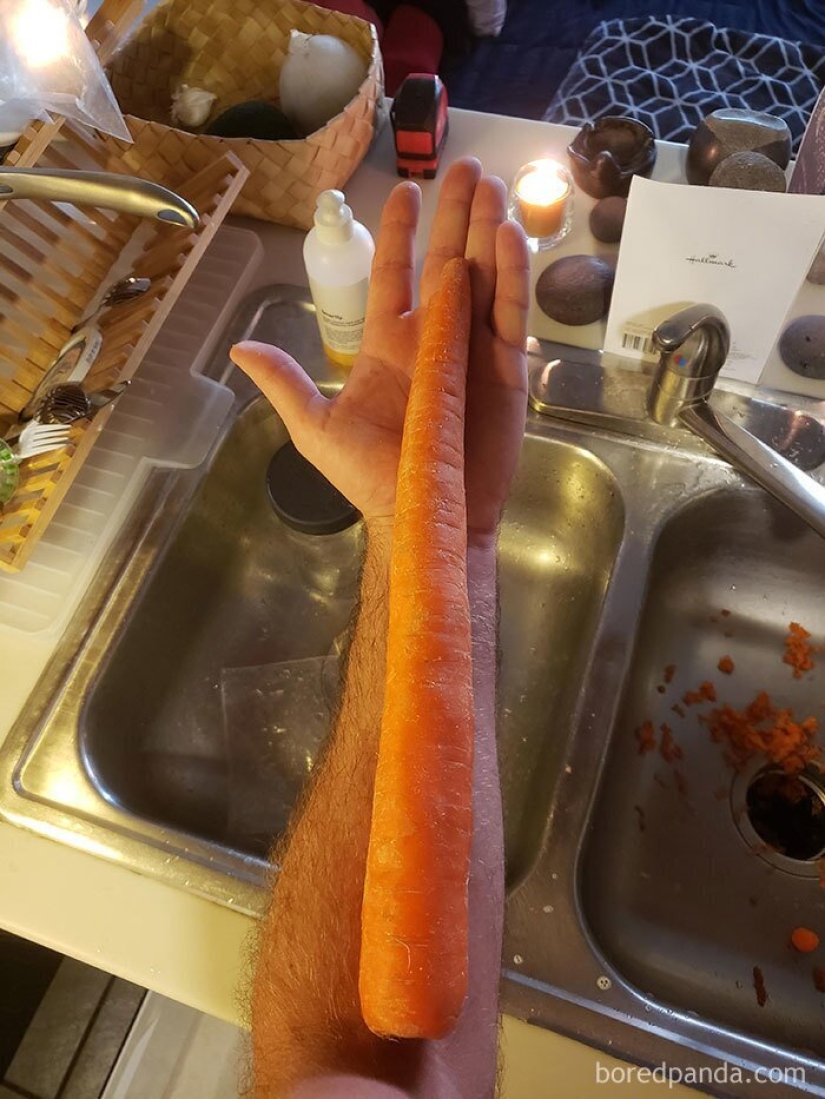 El tamaño importa! 30+ ejemplos, cuando los mensajeros trajeron el gigante de frutas y verduras El tamaño importa! 30+ ejemplos, cuando los mensajeros trajeron el gigante de frutas y verduras