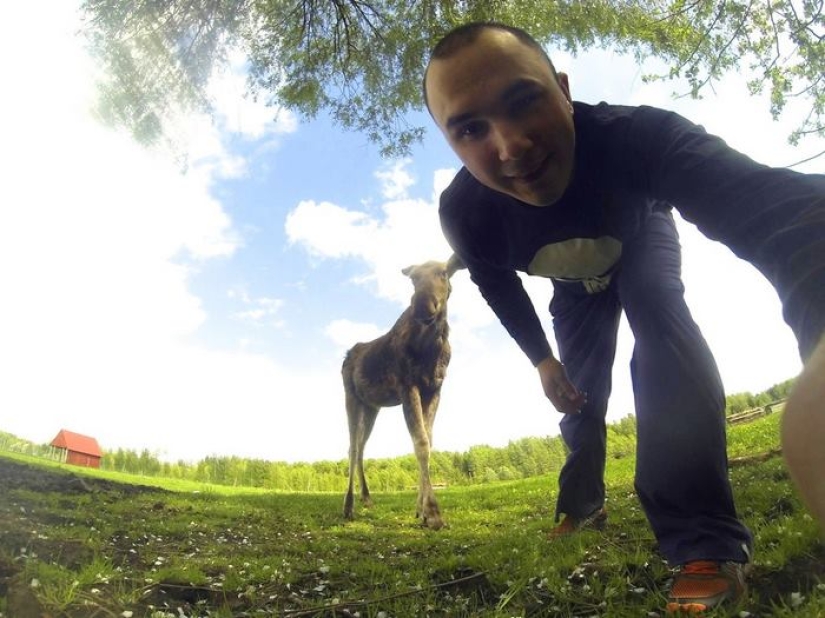 El tipo salvó a un alce pequeño, y ahora ella viene a él del bosque todos los días El tipo salvó a un alce pequeño, y ahora ella viene a él del bosque todos los días