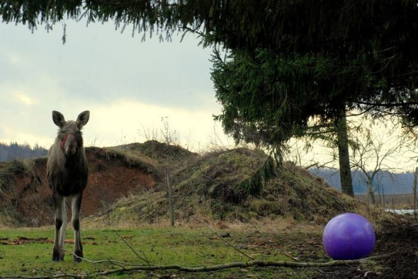 El tipo salvó a un alce pequeño, y ahora ella viene a él del bosque todos los días El tipo salvó a un alce pequeño, y ahora ella viene a él del bosque todos los días