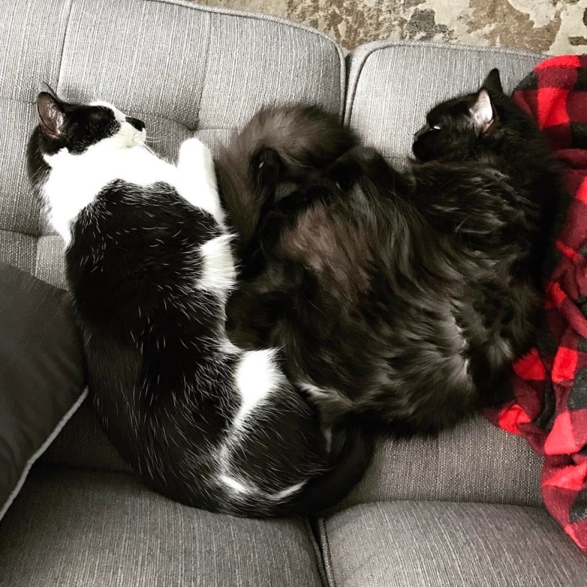 El video con gatos y usuarios: cómo los gatos extrañan a su dueño