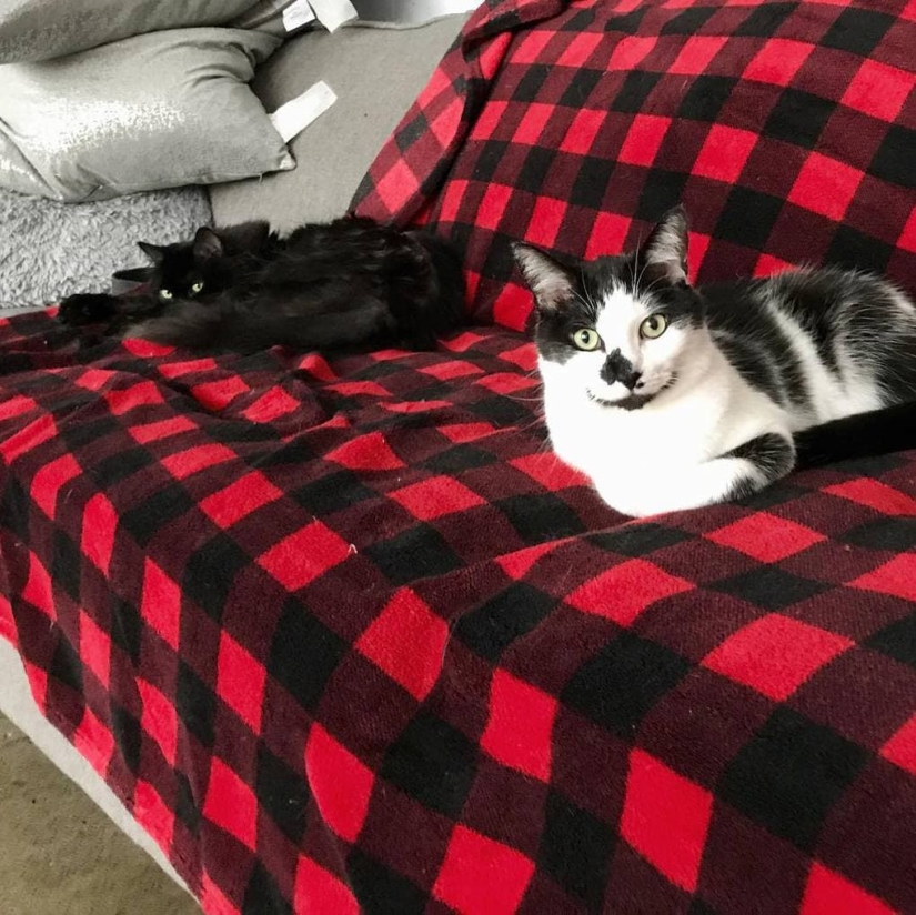 El video con gatos y usuarios: cómo los gatos extrañan a su dueño