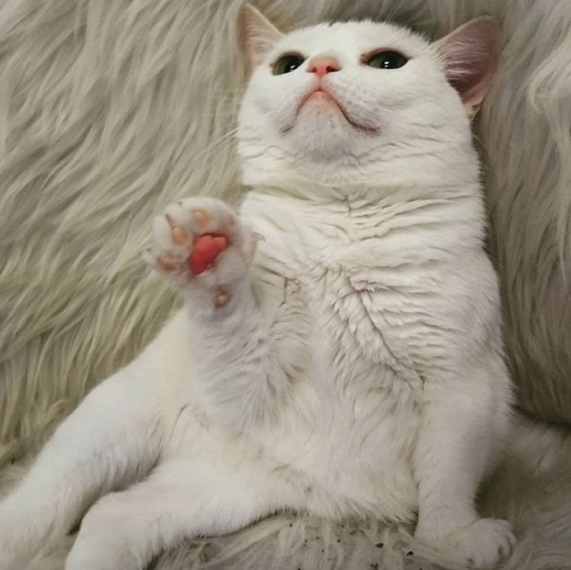 El Widget de gato con un hocico eternamente insatisfecho conquistó la red