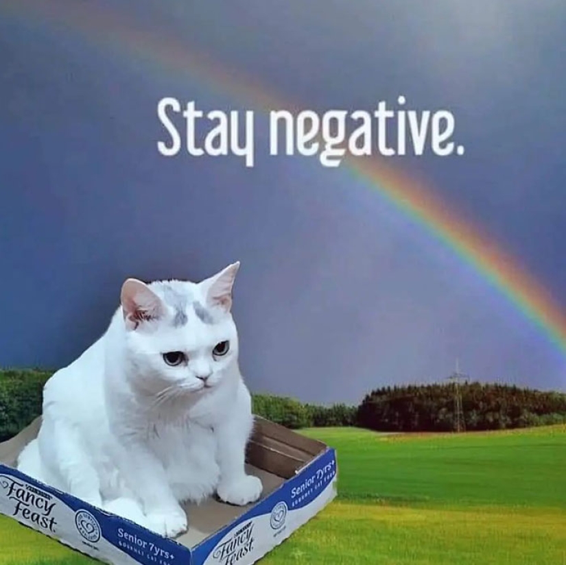 El Widget de gato con un hocico eternamente insatisfecho conquistó la red