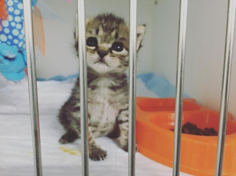 Ella salva gatitos. El trabajo más lindo del mundo Ella salva gatitos. El trabajo más lindo del mundo