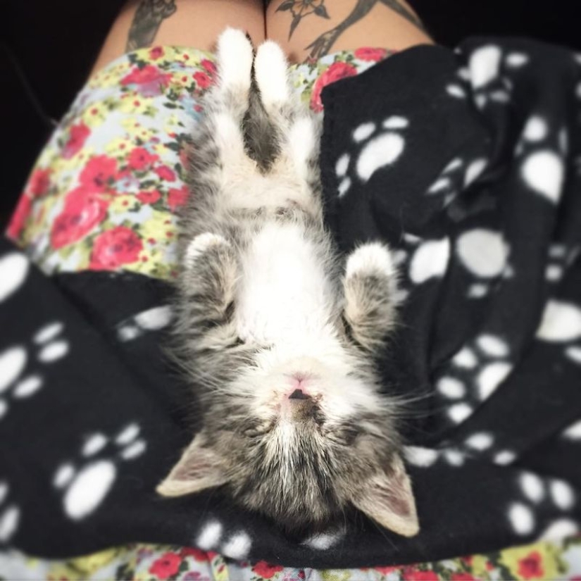 Ella salva gatitos. El trabajo más lindo del mundo Ella salva gatitos. El trabajo más lindo del mundo