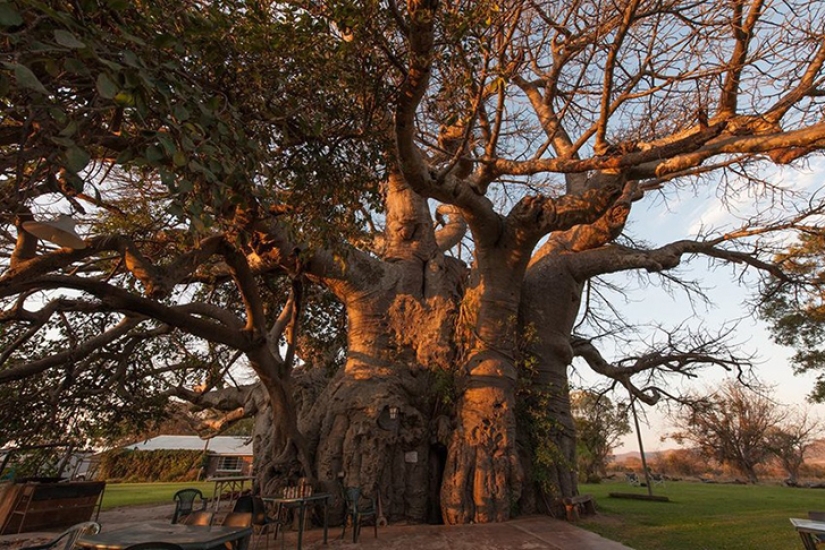 Emborracharse maravillosamente! Emborracharse maravillosamente!