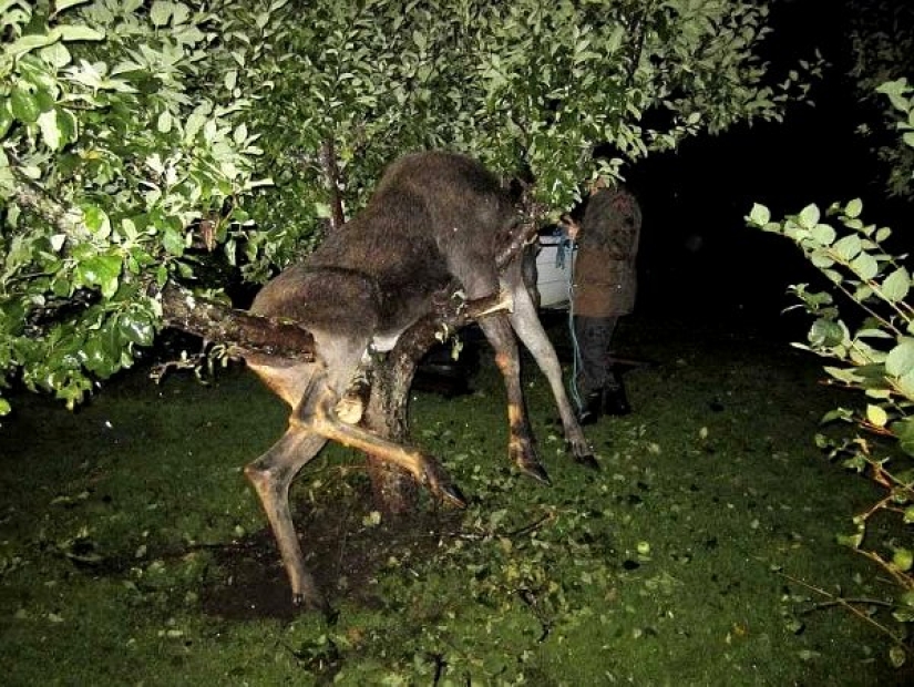 Embriaguez brutal: a cuál de nuestros hermanos menores le gusta tomar el pecho