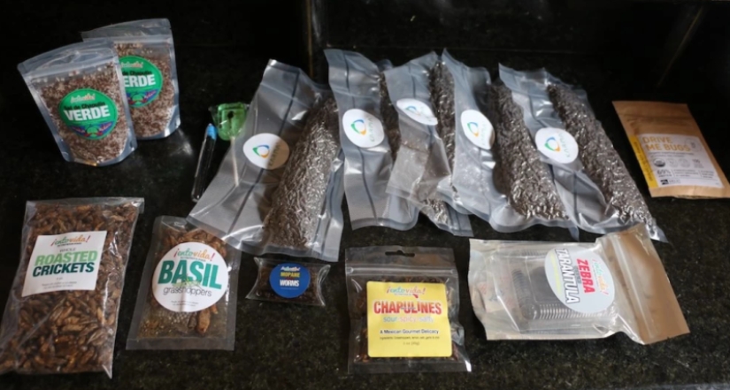 "Empecé a alucinar y pensar en la muerte" : Un periodista australiano comió escarabajos durante una semana en aras de un experimento