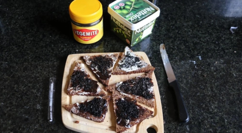 "Empecé a alucinar y pensar en la muerte" : Un periodista australiano comió escarabajos durante una semana en aras de un experimento