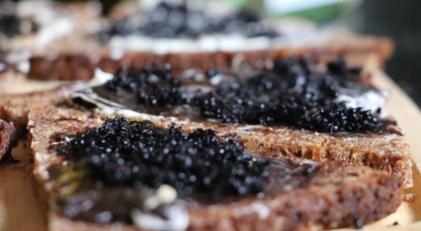 "Empecé a alucinar y pensar en la muerte" : Un periodista australiano comió escarabajos durante una semana en aras de un experimento