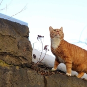 Empleado senior de meow del Castillo de Vyborg: el gato recibió un registro de trabajo