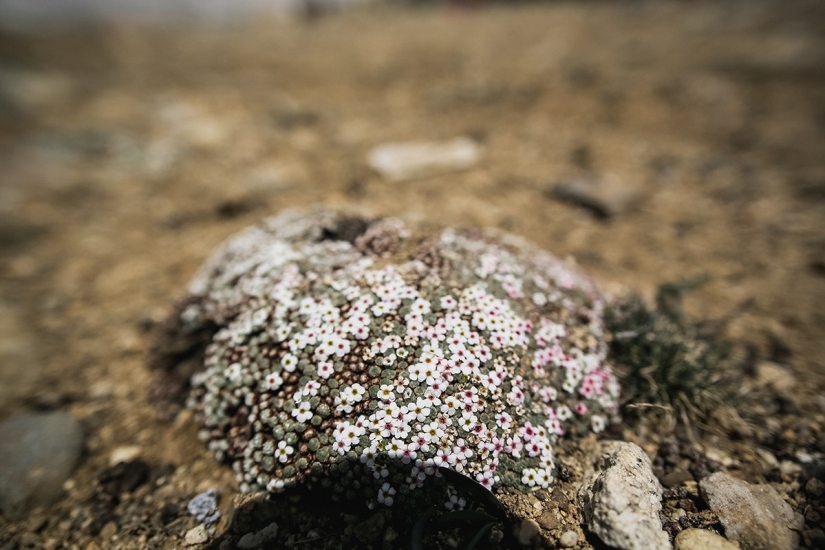En busca de magia: Caminando en la luna En busca de magia: Caminando en la luna