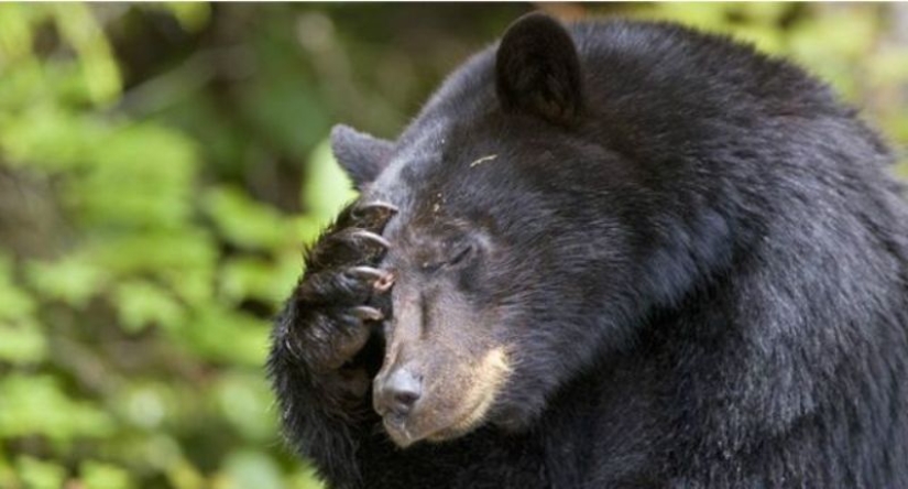 En California, un oso gordo ataca edificios residenciales en busca de comida