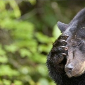 En California, un oso gordo ataca edificios residenciales en busca de comida