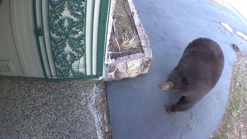 En California, un oso gordo ataca edificios residenciales en busca de comida