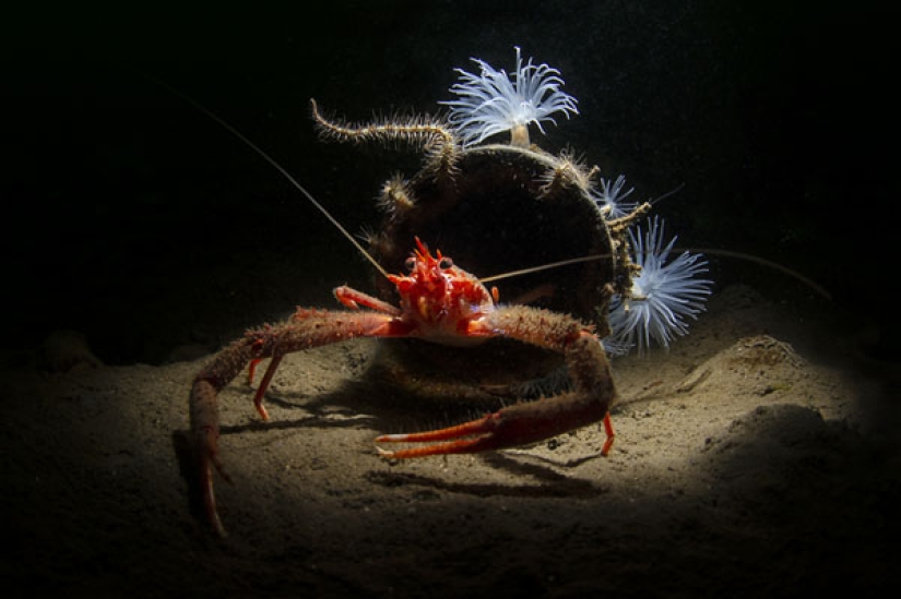 En el Dominio de Neptuno: el Reino Submarino en las fotos del concurso Fotógrafo Submarino del Año 2019