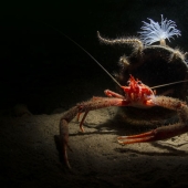 En el Dominio de Neptuno: el Reino Submarino en las fotos del concurso Fotógrafo Submarino del Año 2019