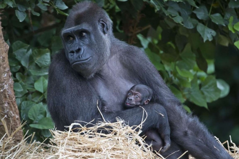 En el mundo de los animales asombrosos.