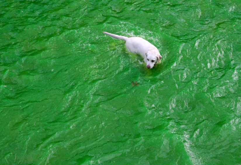 En el mundo de los animales asombrosos.