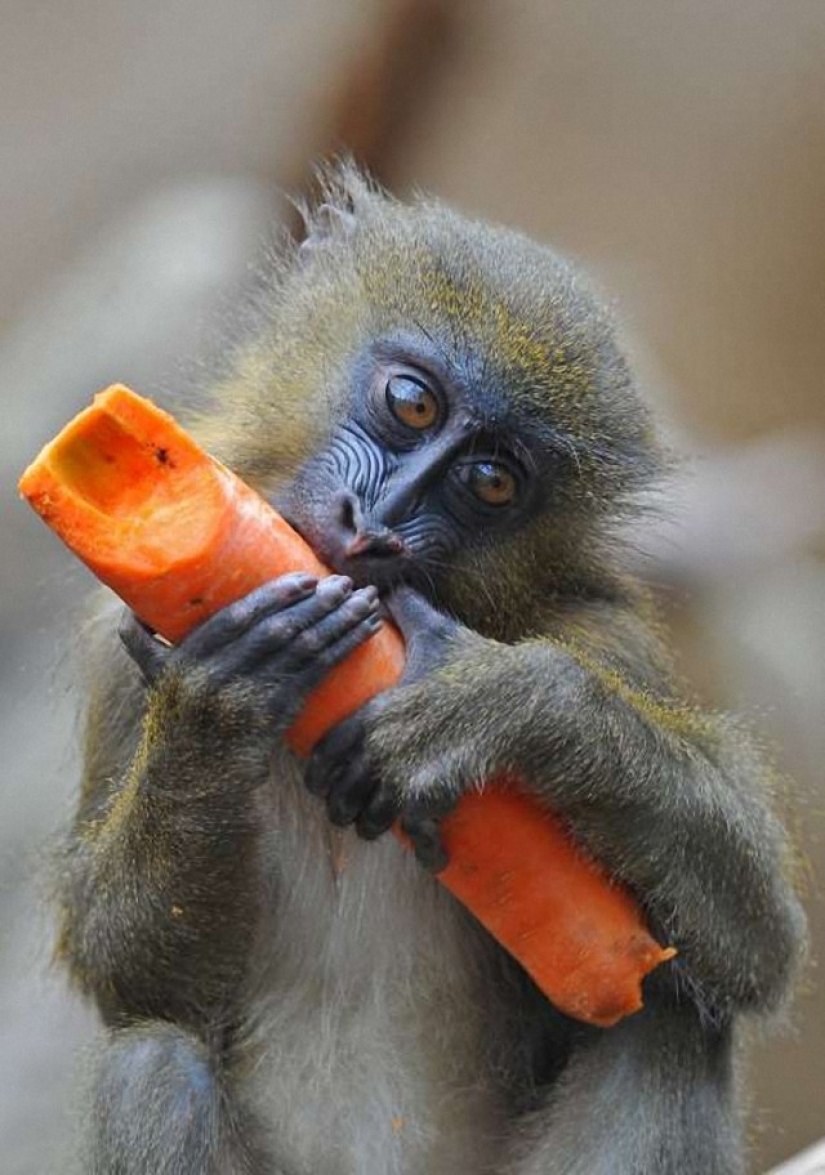 En el mundo de los animales asombrosos.