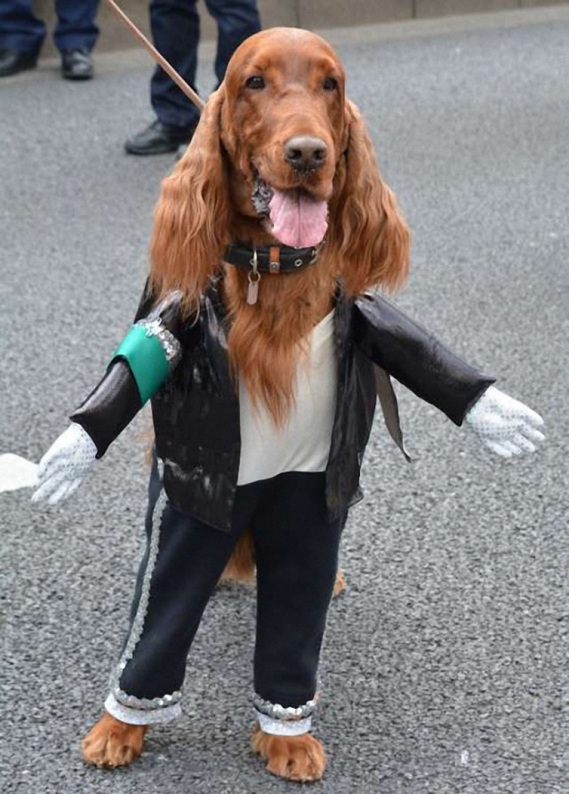 En el mundo de los animales asombrosos.