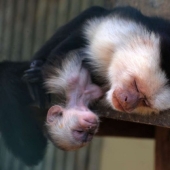 En el mundo de los animales asombrosos.