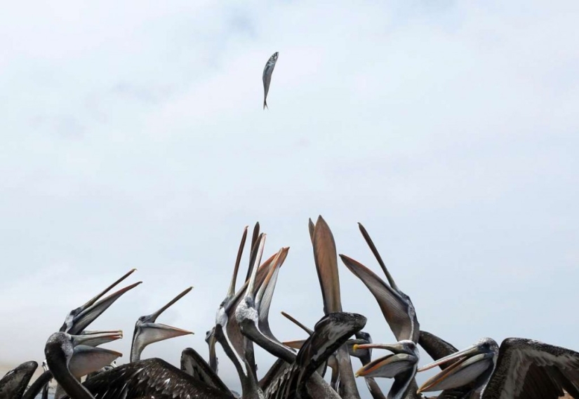 En el mundo de los animales asombrosos.