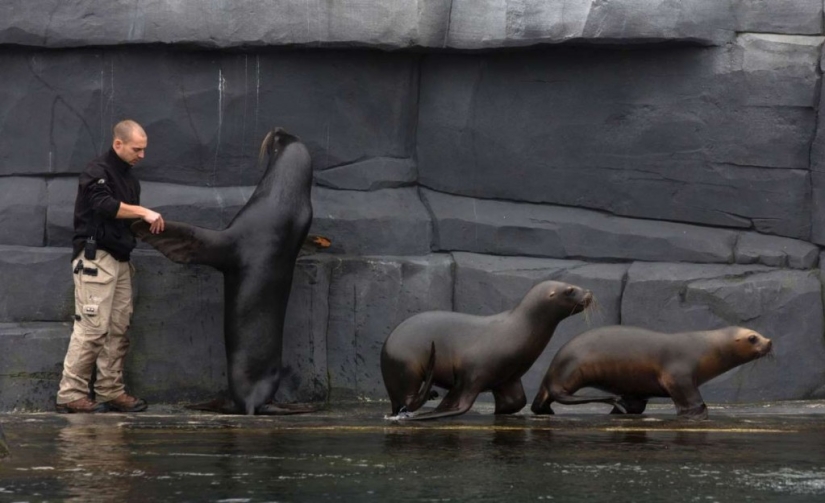 En el mundo de los animales asombrosos.