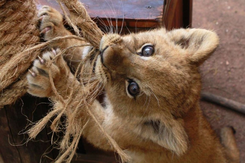 En el mundo de los animales asombrosos.