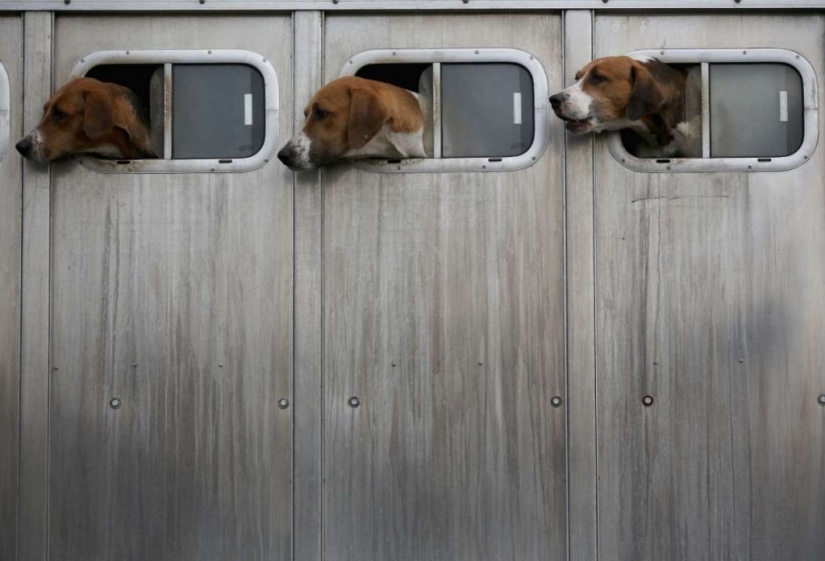 En el mundo de los animales asombrosos.