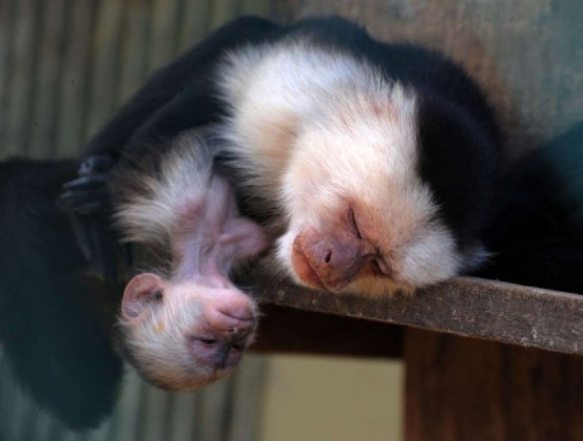 En el mundo de los animales asombrosos.