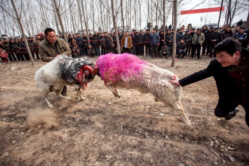 En el mundo de los animales asombrosos.