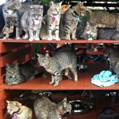 En el santuario de gatos en Hawai, puedes acariciar hasta 500 gatos a la vez