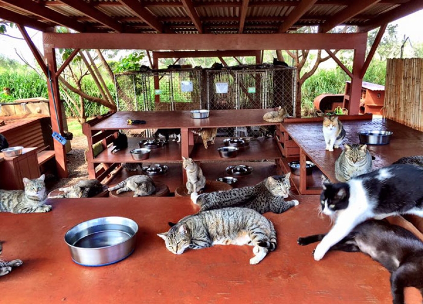 En el santuario de gatos en Hawai, puedes acariciar hasta 500 gatos a la vez