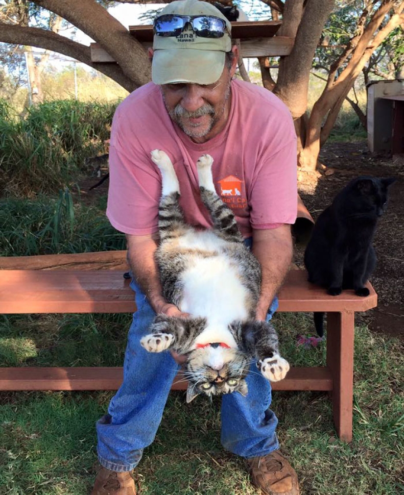 En el santuario de gatos en Hawai, puedes acariciar hasta 500 gatos a la vez