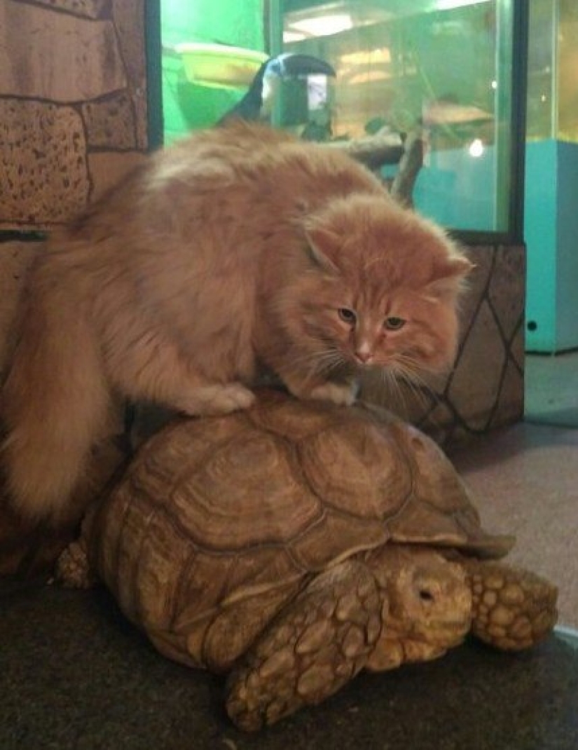 En el zoológico de Irkutsk, las tortugas intentaron escapar, pero fueron traicionadas por un gato guardián
