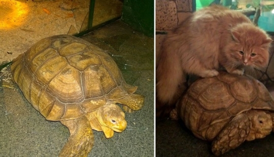 En el zoológico de Irkutsk, las tortugas intentaron escapar, pero fueron traicionadas por un gato guardián