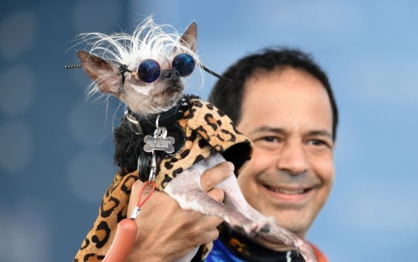 En Estados Unidos, eligieron al "perro más feo del mundo"