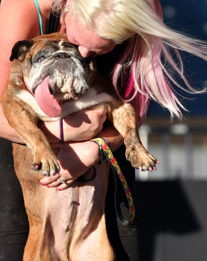 En Estados Unidos, eligieron al "perro más feo del mundo"