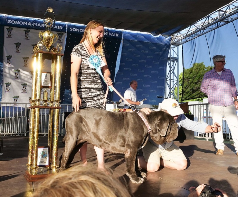 En Estados Unidos, eligieron al "perro más feo del mundo"