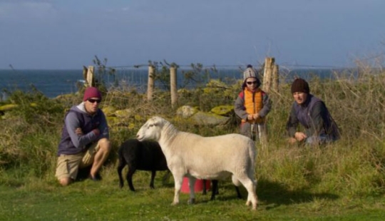 En Francia, buscan introvertidos que vivan en una isla con focas, ovejas y conejos En Francia, buscan introvertidos que vivan en una isla con focas, ovejas y conejos